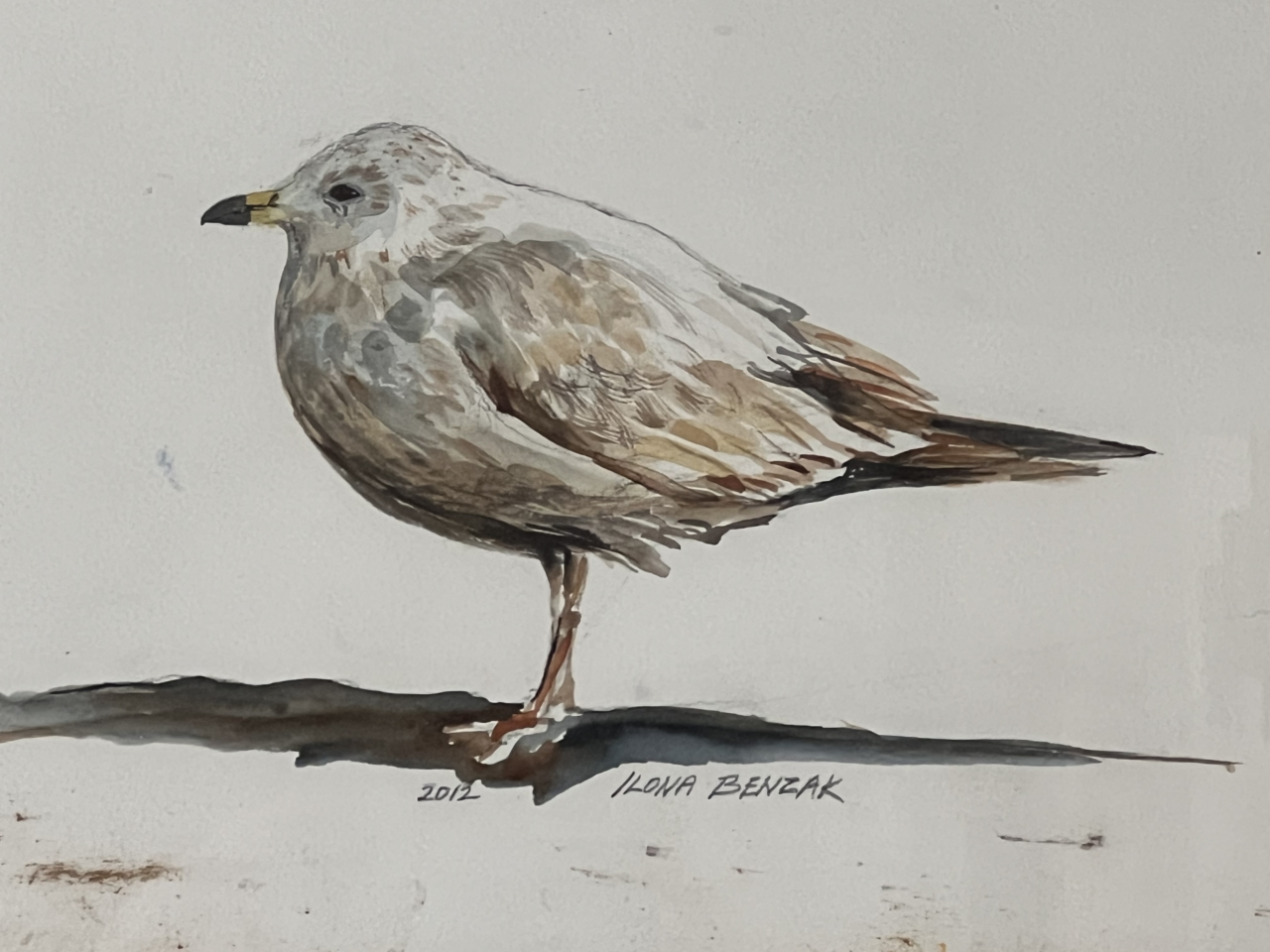 Niagara Gull