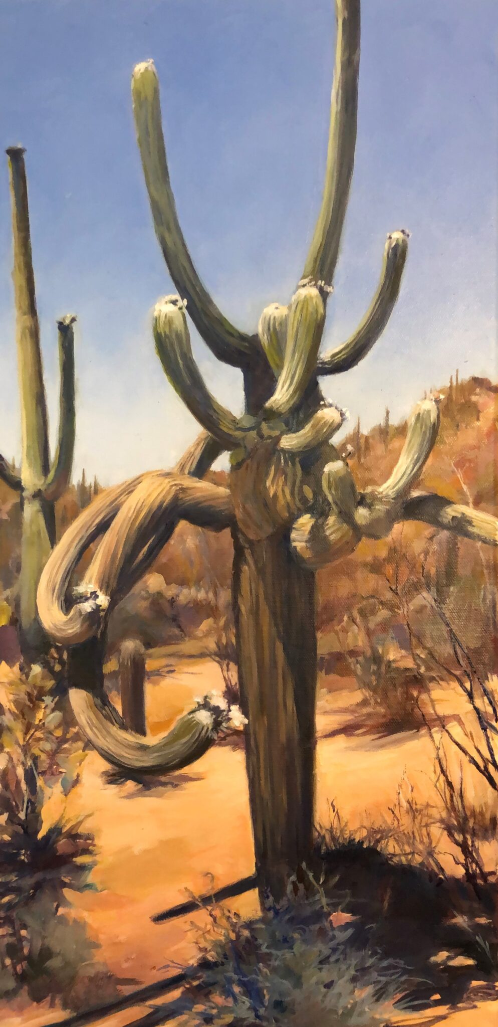 Sonoran Giant
